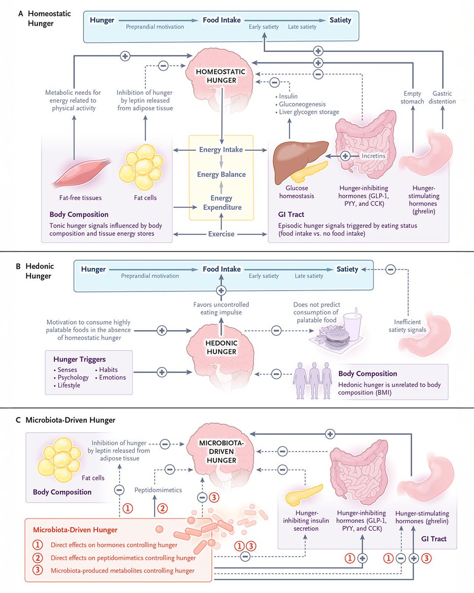 The relative stability of body weight over time in any given person suggests a highly sophisticated metabolic machinery that is capable of regulating a multitude of variables, both predictable (e.g., basal metabolic rate) and unpredictable (e.g., quality and quantity of food