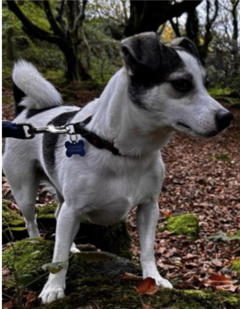 rosiedoc666's tweet photo. #StolenDogHour 
❌ESCAPED CAR IN #crash ❌ collar broke on impact
PEPPER missing (WEATHER IS AWFUL) #longrock #penzance #cornwall #TR20 25/1/25 
Male/adult black &amp; white #JRT CROSS 
Chipped (small neutered tattoo in his groin ) 
https://t.co/5J4gmdwDpR
@PenzanceHour @CornwallLive https://t.co/PZ7cAFe5yc