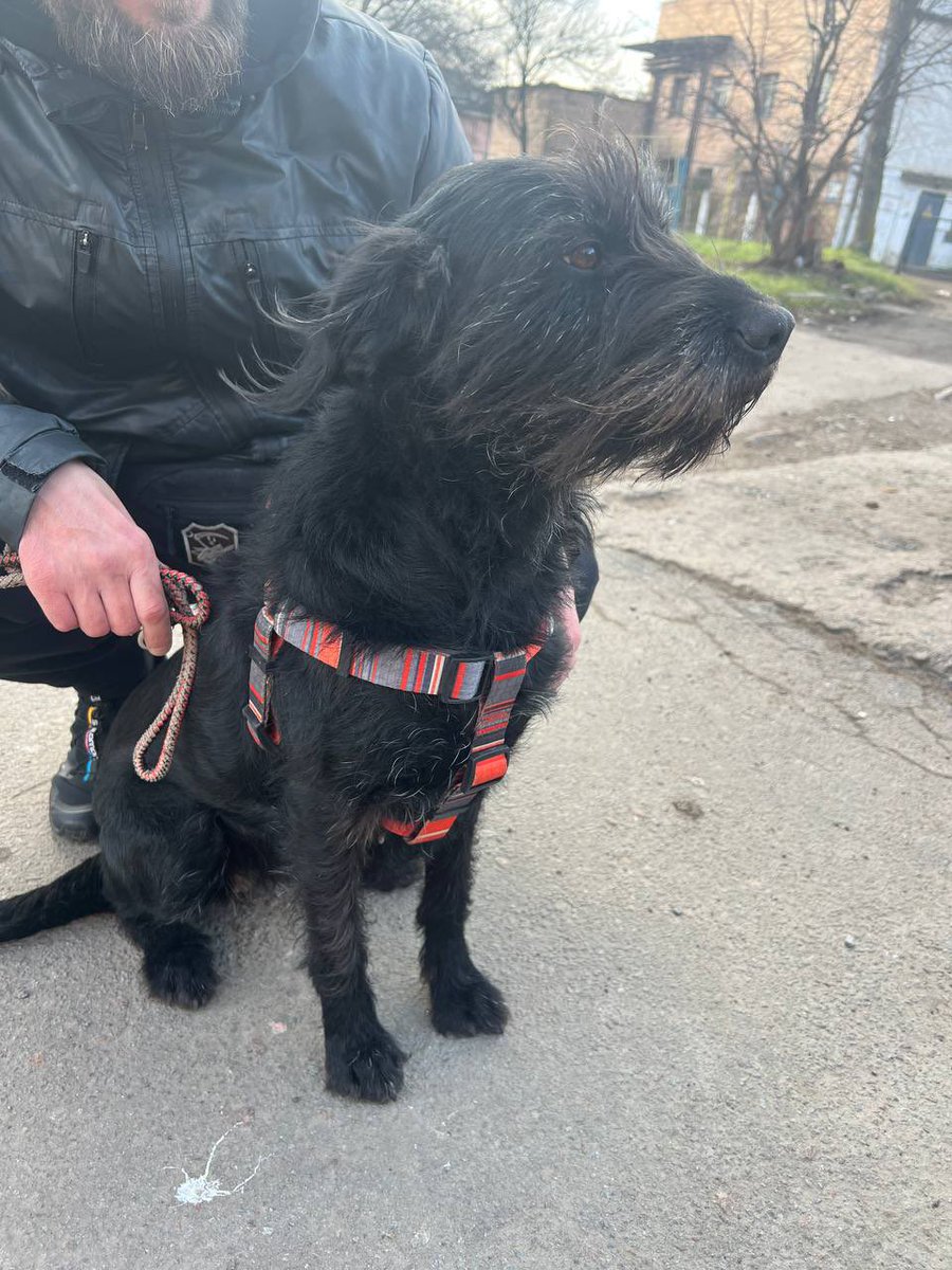 rurichka57's tweet photo. Рівне, шукає сімʼю собачка Юта
власник загинув, друг власника, який приглядав за нею, скоро поїде на службу на 3 місяці 
собака по суті стане бродяжкою 
контактний телефон 0983420180, Даша

будь ласка, ретвіт, може хтось закохається в ці очі 🙏🏻 https://t.co/GpNhAP8PMd