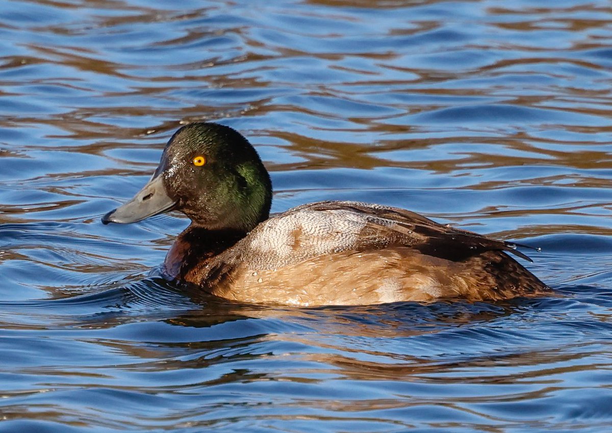 Drake Scaup - Elton Reservoir, Bury, Greater Manchester 25/01/2025