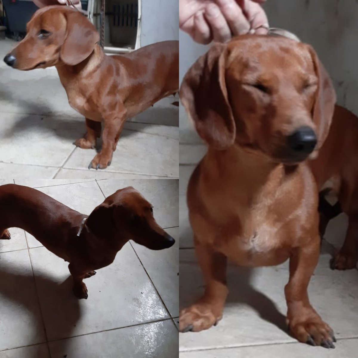 hobbyta's tweet photo. Encontramos esta salchi, vagando por la calle, la logramos agarrar, nosotros tenemos 4 perros y no la podemos tener, si hay alguien que le guste y la quiera en adopción, nos avisan x DM . Gracias
Zona #VillaAllende #MascotasCba
#Cordoba
RT RT RT RT RT RT https://t.co/Xj1fxmq2PL