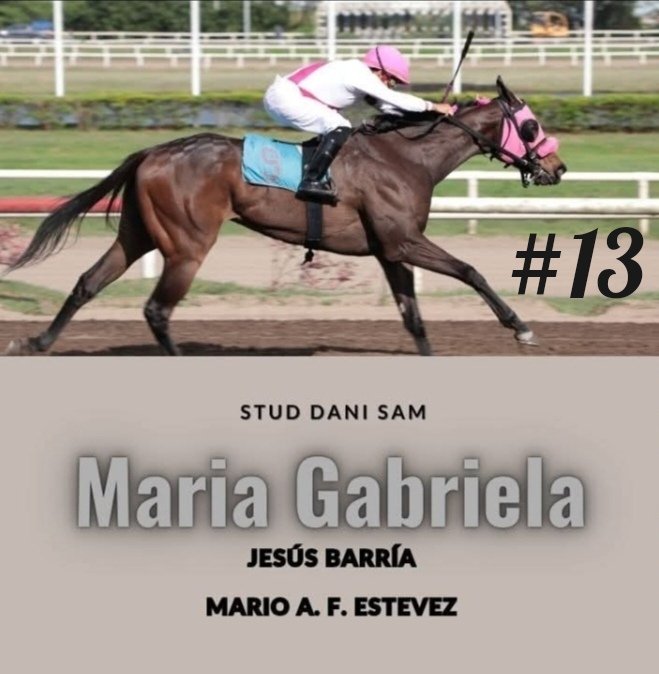 MarioEstevez12's tweet photo. Gracias a Dios y a mi equipo de cuadra Maria Gabriela nos da el segundo triunfo de la cartelera sabatina y la número trece del 2025 con monta del hombre récord de Panamá Jesús Barría para el Dani Sam
@beatriz1763 https://t.co/5DyOtrBSwy