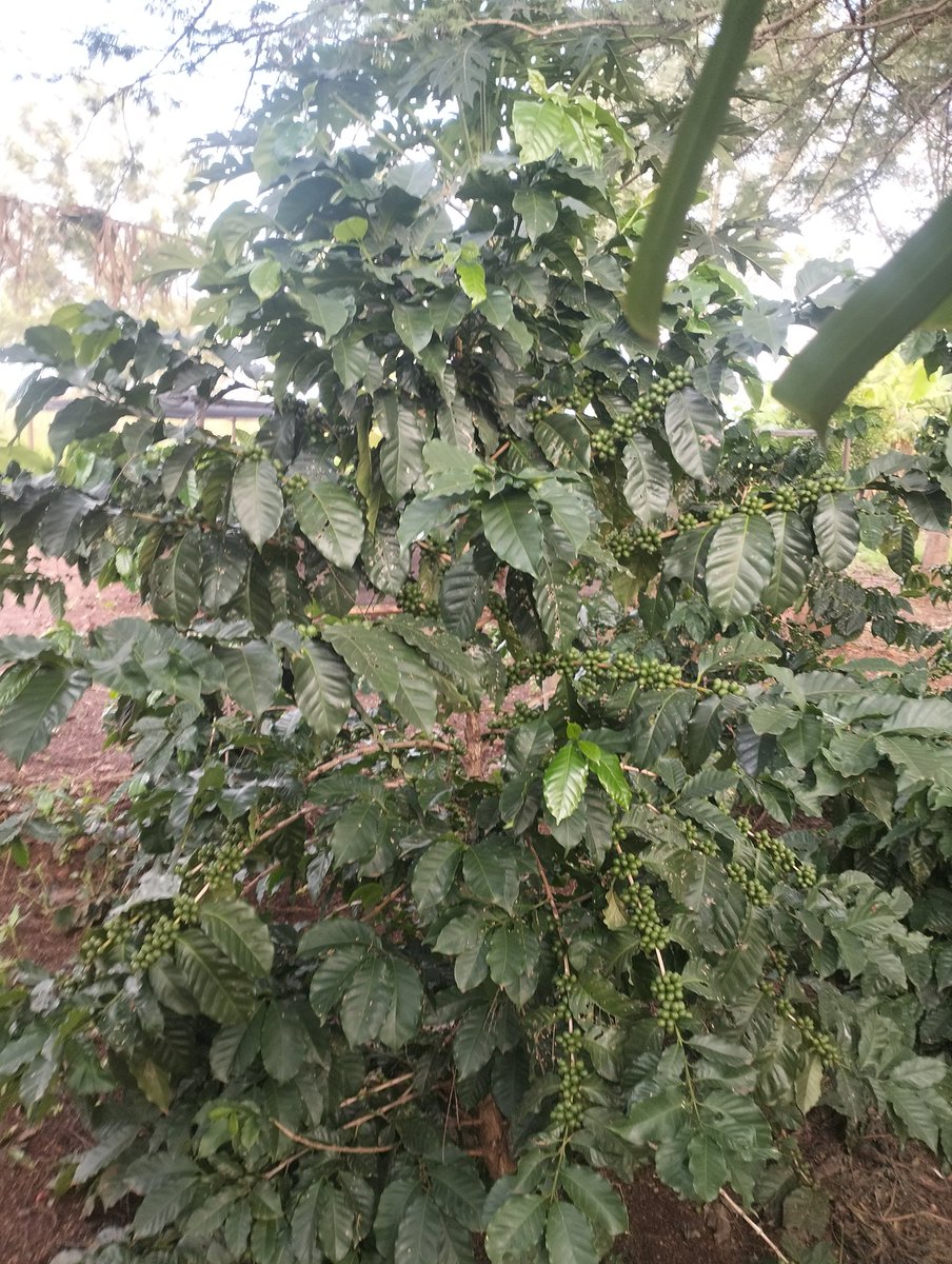 AgronomistKAMI's tweet photo. Butiama, the unique but under utilized Coffee production area. I am about to take hard decision to start farming here. https://t.co/K11TbVToge
