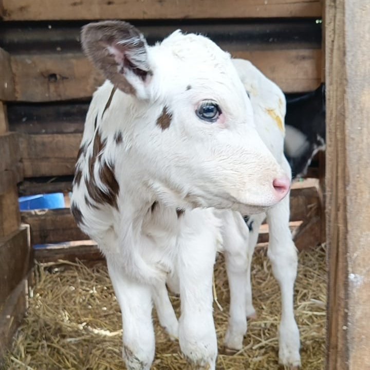 Juliusnjau6's tweet photo. @WilliamsRuto Super Pedigree Cows Available for more info contact+254-716512503 https://t.co/jvHlG0CUgU