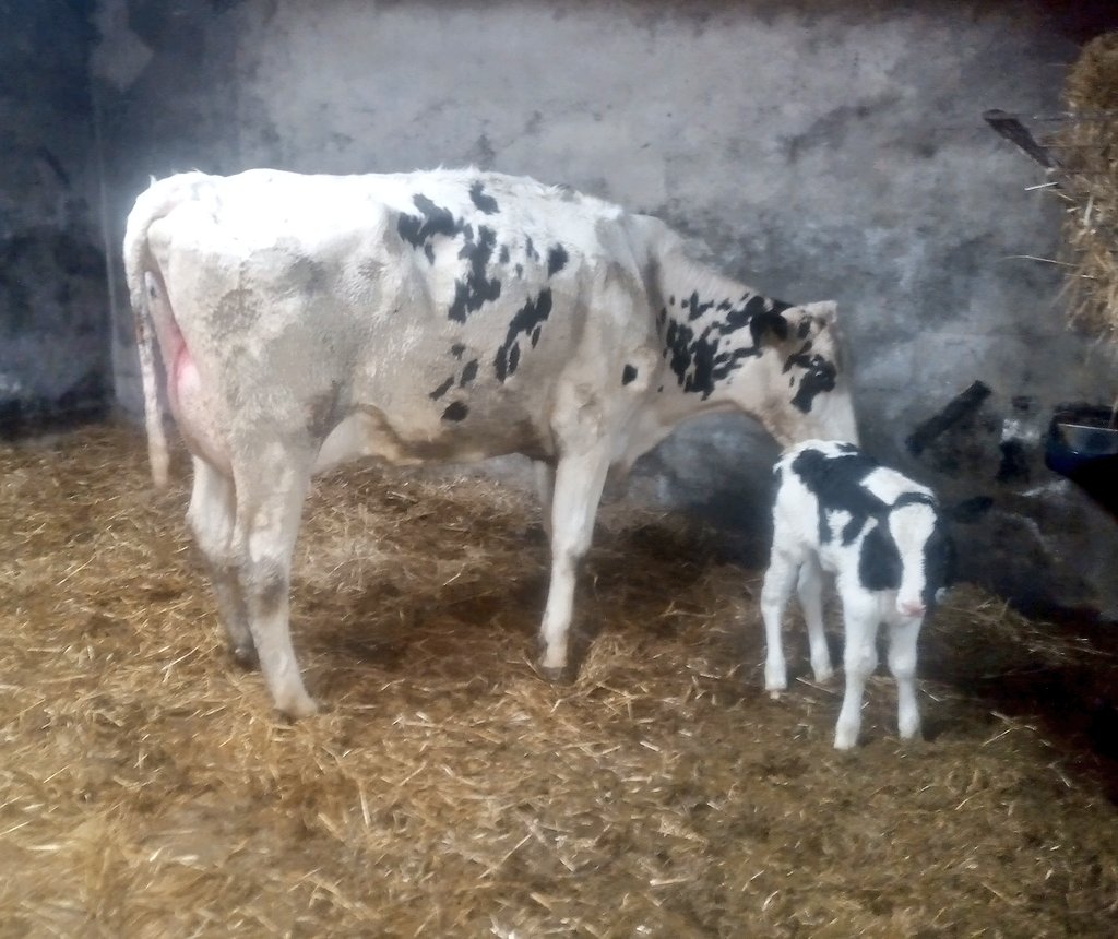 First Winstar Graziano heifer calf!🐮