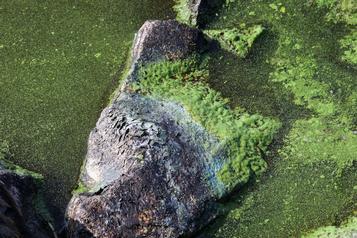 Lough Neagh: How climate change intensified toxic algae on the UK’s largest lake | <a href="/orladwyer_/">Orla Dwyer</a> #CBarchive

Read here: buff.ly/3WyPx1B