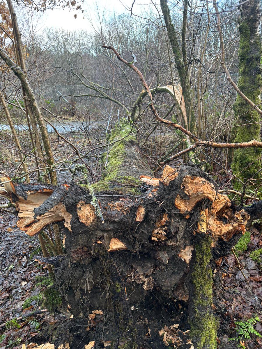 Prof Bob Davis tweet media