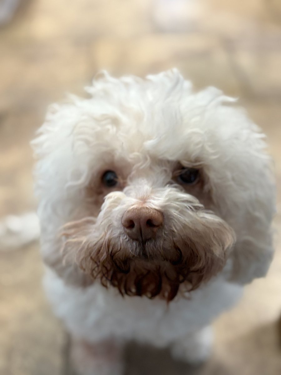 The hardest part of trying to write is this…. Why is she so cute?!😭😩🐾🐶

#dogs #explore #stormy #author #furbaby