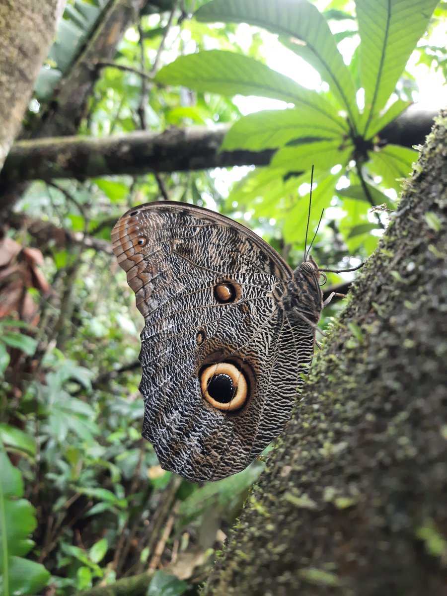 NatureRatio's tweet photo. @AMAZlNGNATURE We got one as well :D "Eye of the Jungle"  🦋😍
#Ecuador #natureratio 
https://t.co/T66wHiP5iv https://t.co/IxQVTprsFu