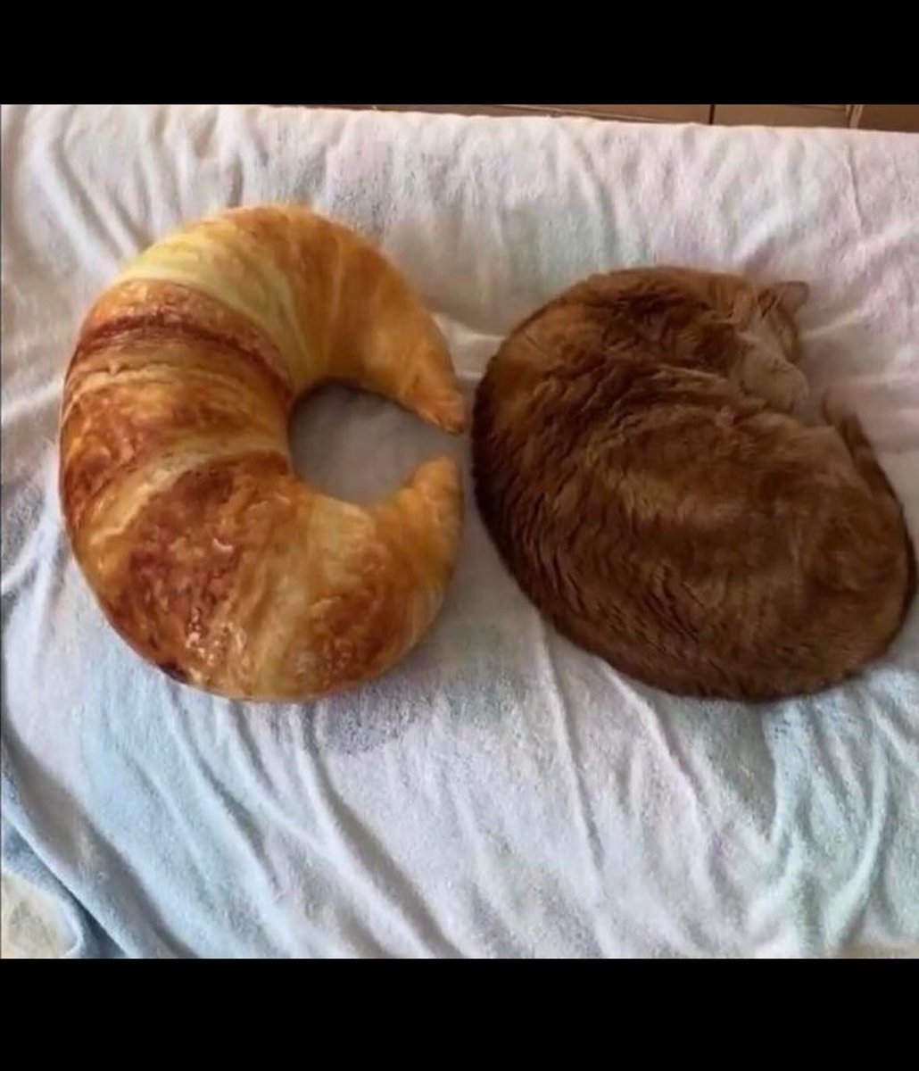 WeAssessCats's tweet photo. https://t.co/2V5AdljmAS