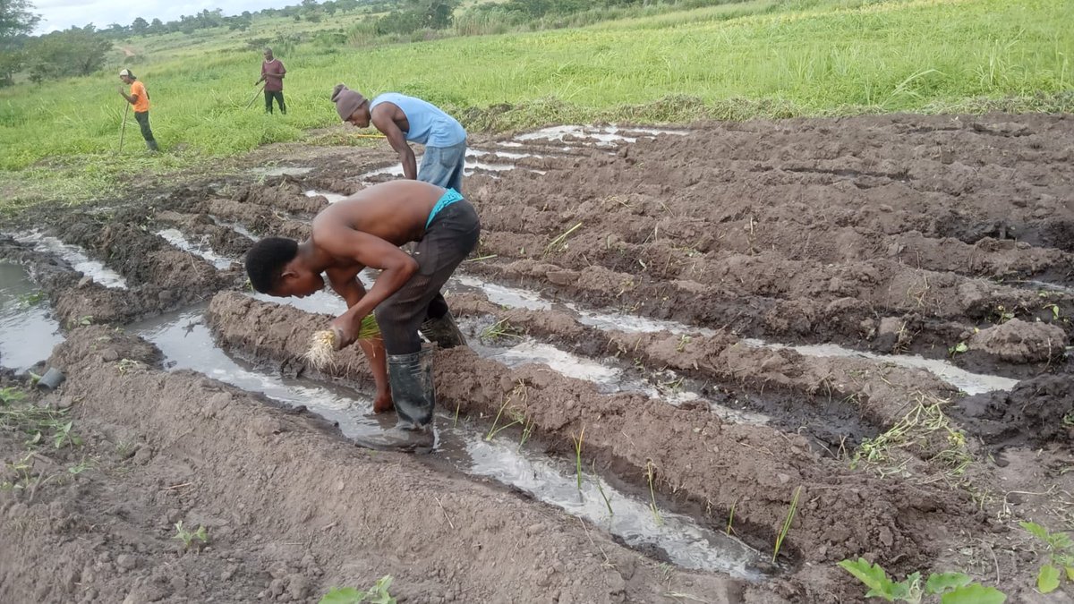 Paula Francisco (@paulafr81207357) on Twitter photo While making rice production & other agri-production, it was possible to start the account on #methane in the production. Private sector plays a role on data account to measure the impact on #agriculture vs #climatechange and how to integrate in the #NDCs. <a href="/UNEPIRP/">International Resource Panel (IRP)</a> <a href="/_AfricanUnion/">African Union</a> While making rice production & other agri-production, it was possible to start the account on #methane in the production. Private sector plays a role on data account to measure the impact on #agriculture vs #climatechange and how to integrate in the #NDCs. <a href="/UNEPIRP/">International Resource Panel (IRP)</a> <a href="/_AfricanUnion/">African Union</a>