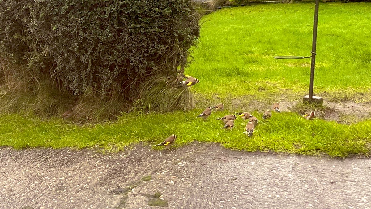 aweegem's tweet image. My little charms! #BigGardenBirdwatch