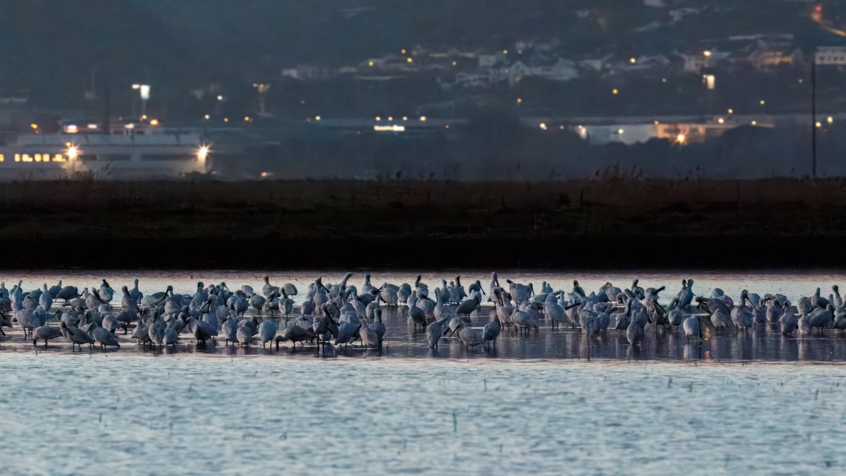 Sunset visit to the Tagus ricefields to admire the Black-tailed Godwit roost site. Aside from the &gt;30.000 godwits, we stumbled upon a roost of around 700 Spoonbills after sunset.🤯