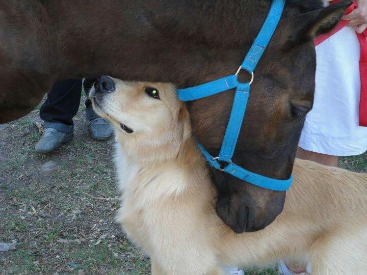 horse hugging dog love and kindness best friends forever