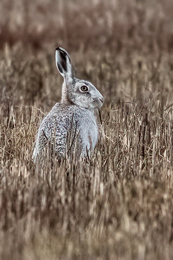 SW_PhotoNature's tweet photo. This morning I thought I saw a seagull in the distance…and then I realised “GHOSTLY GREY” was still amongst us!
Not seen since 23/6/24 🥰❤️❤️
#hare #leucistichare #greyhare #silverhare #bluehare #Norfolk #BBCWildlifePOTD #wildlifephotography #mysticalhare #ghosthare https://t.co/Zyiz2SU0wn
