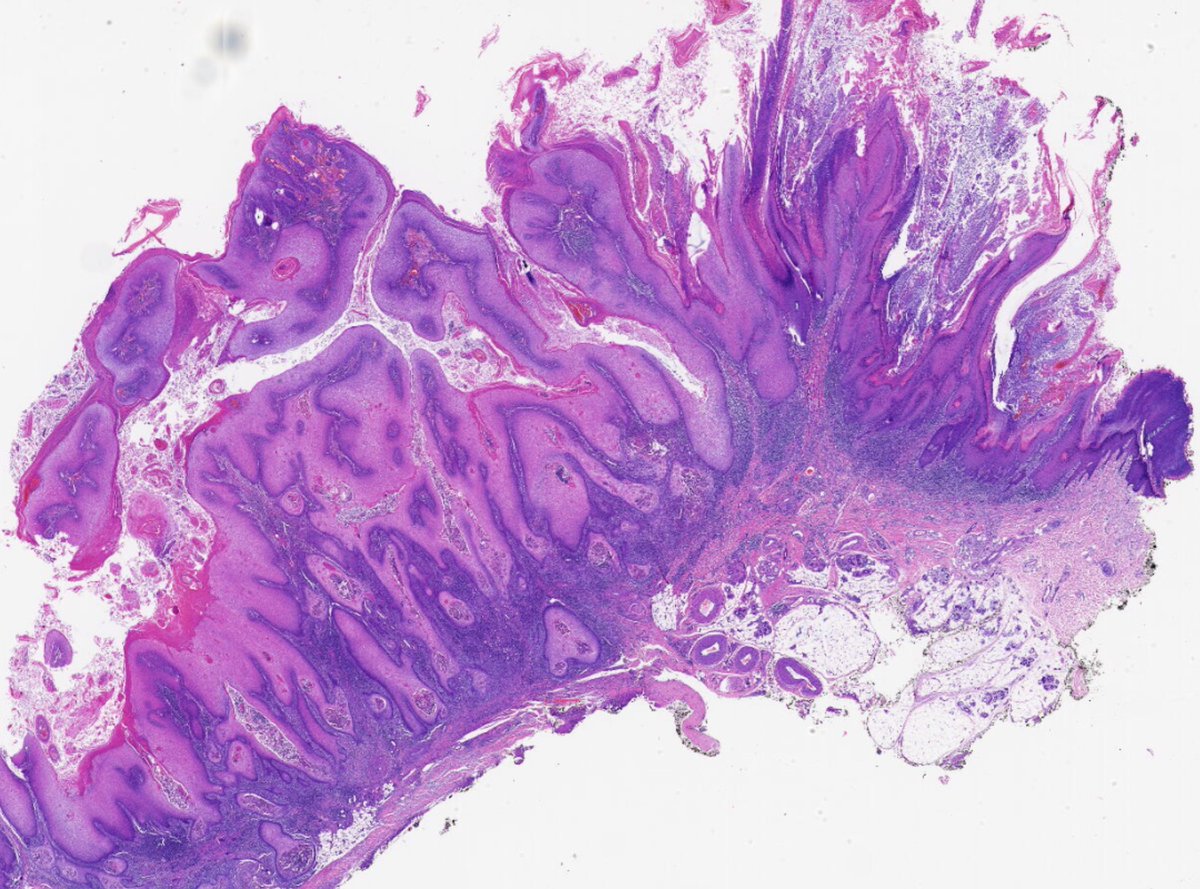 Henry YANG tweet media