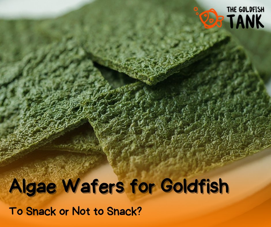 TheGoldfishTank's tweet photo. (1)
Goldfish nibbling on algae wafers might not be too problematic as an occasional treat, but it's important to remember that they can't rely solely on these wafers for a balanced diet. https://t.co/LBWKkHNJd1