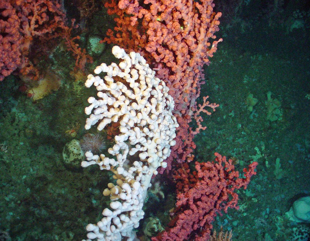 Corals aren’t only found in the tropics! 

There are over 20 coral species living in waters off Atlantic Canada, most of them in depths of 150 metres and greater. 🪸 🌡️

Learn more: ow.ly/Qupt50UJuam