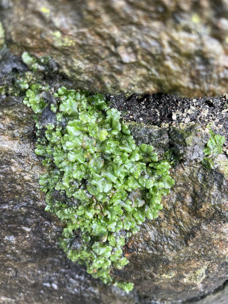 LowlandWanderer's tweet photo. This week for #wildflowerhour a load of worts. Marchantia polymorpha ruderalis, Aneura pinguis, Conocephalum conicum and Lunularia cruciata all found around Bangor. @wildflower_hour @BSBIbotany this will be my last post on twitter, Im now on Bluesky @alexlowtherharris.bsky.social https://t.co/EQfUCkuRP3