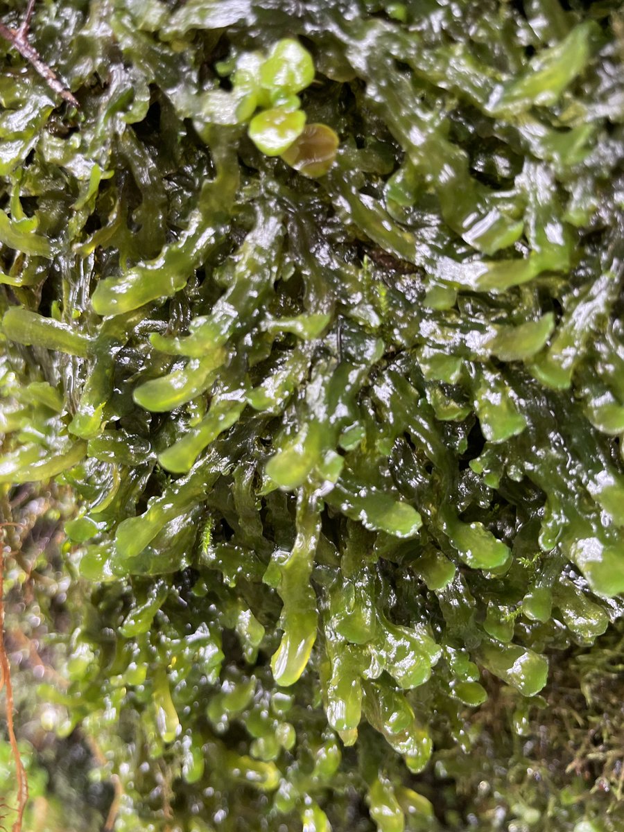 LowlandWanderer's tweet photo. This week for #wildflowerhour a load of worts. Marchantia polymorpha ruderalis, Aneura pinguis, Conocephalum conicum and Lunularia cruciata all found around Bangor. @wildflower_hour @BSBIbotany this will be my last post on twitter, Im now on Bluesky @alexlowtherharris.bsky.social https://t.co/EQfUCkuRP3
