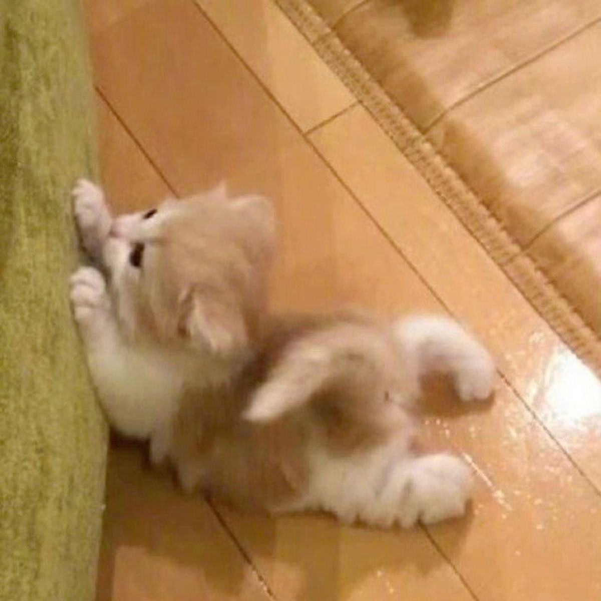 mew_818's tweet photo. https://t.co/S4k1EnWFLk