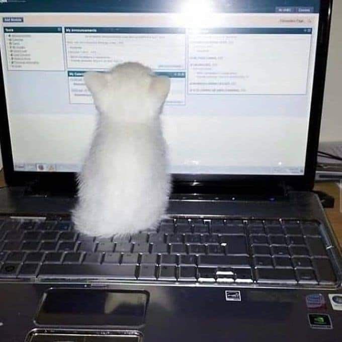 mew_818's tweet photo. I want do my assignments https://t.co/QRY7Mo9n7n
