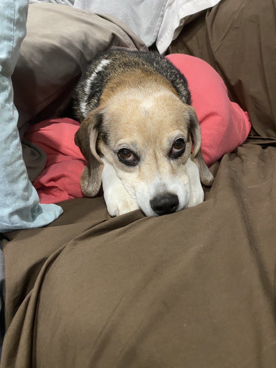 Baxter “The🐶Beagle” Pawlyshyn tweet media