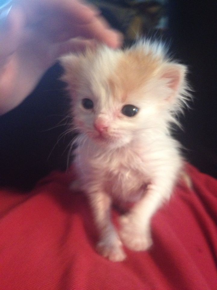 smol silly cat tweet media