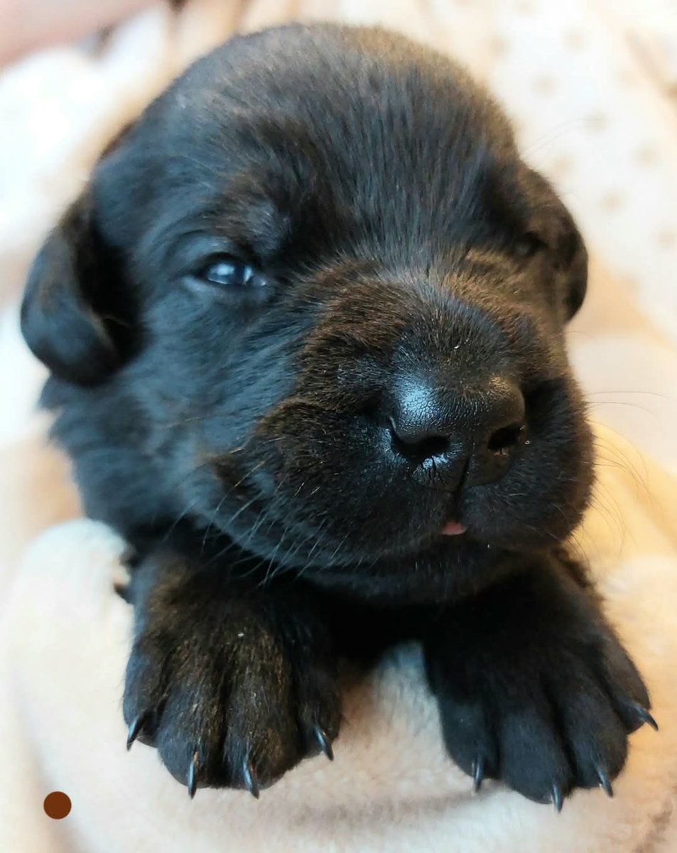 H5FB_'s tweet photo. Amber's puppies are now on Pets4Homes and will be ready for their forever homes from 8th March 🥰

(LINK IN COMMENTS)

There's loads of info in the advert, but please let me know if you need any more, or if you would like to arrange a viewing ❤

**PLEASE SHARE** https://t.co/lNNbEQHyo7