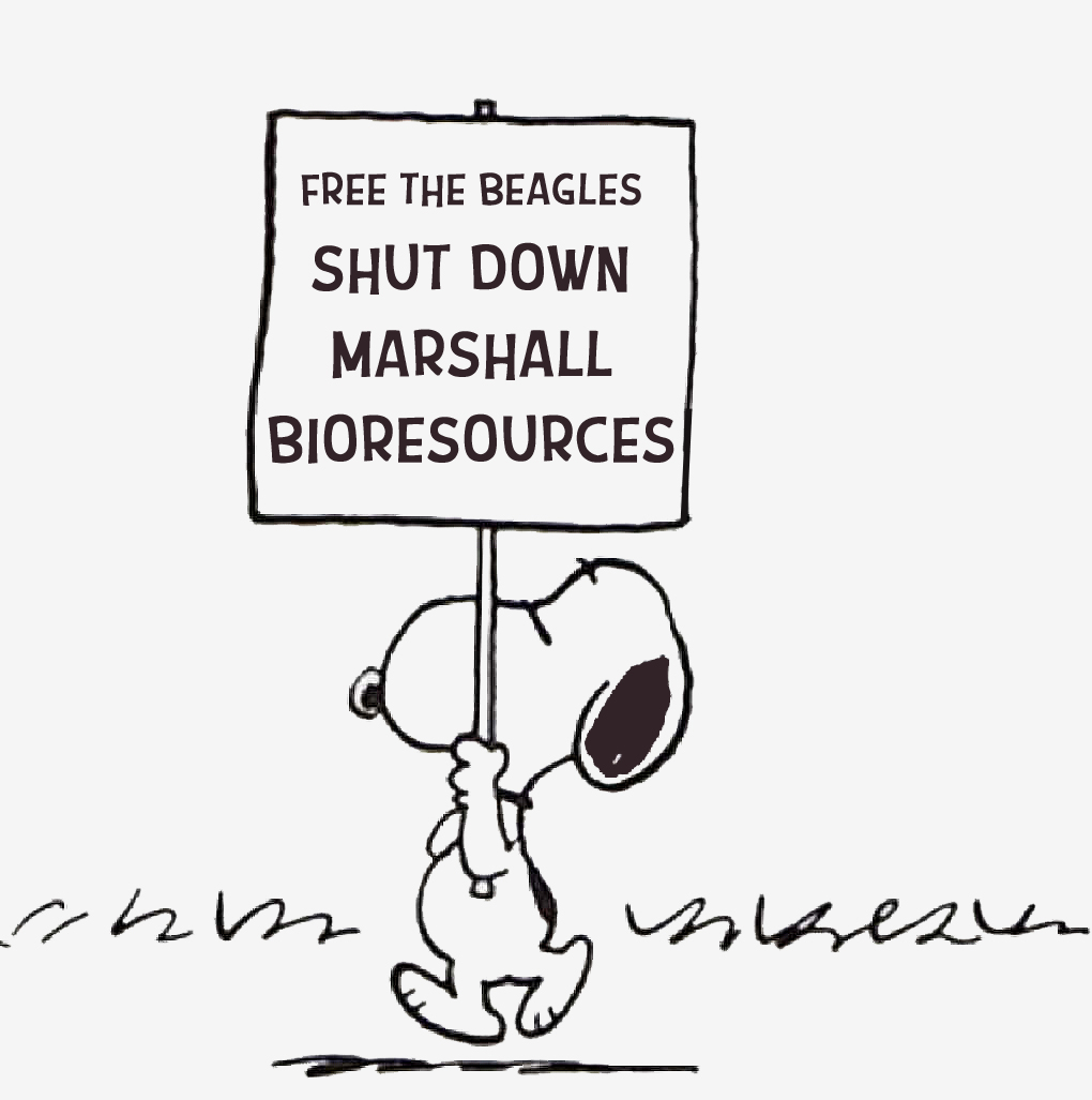 BeagleRescuers's tweet photo. Dear X-Family, PLEASE RT❤️OUR PROTEST EVENT FOR BEAGLES INSIDE MARSHALL BIORESOURCES!  From Thursday, May 8 to Saturday, May 10, 2025, starting at 7 AM EST, animal advocates from across the country will join our "Beagle Lovers And Rescuers" 501(c)(3) organization and gather at 5800 Lake Bluff Road, North Rose, NY 14516 for the 2025 Marshall BioResources Protest.   

The goal? To shine a spotlight on the inhumane practices at Marshall BioResources (MBR) and demand an end to the suffering of over 23,000 beagles housed in their sheds.  Your voice matters. By joining the protest, you can help raise awareness and pressure decision-makers to take action.  

Join us at 5800 Lake Bluff Road, North Rose, NY, from May 8-10, 2025, at 7 AM EST. Bring signs, your passion, and your voice!  Share this event on your social media using the hashtag #freethe23k.  

Educate Others: Talk to friends and family about the realities of animal testing and the urgent need for change. Every year, tens of thousands of beagles endure unimaginable suffering behind closed doors. These gentle and loving dogs, bred specifically for laboratory testing, are subjected to cruel and outdated experiments in the name of science—experiments that often have no relevance to human health or safety. 

This May, you have the chance to make a difference!

#StopAnimalCruelty #stopanimaltesting #freethe23k