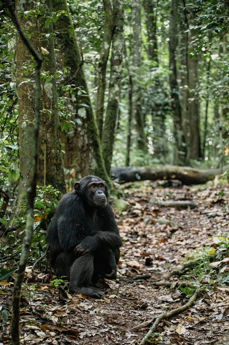 I had taken some time off to rest from photography but excited to be back in the game. This week I embark on my first 2025 journey through Lae Mburo N.p, Queen Elizabeth, Murchison, Kidepo and Sipi. Looking forward to this great adventure.