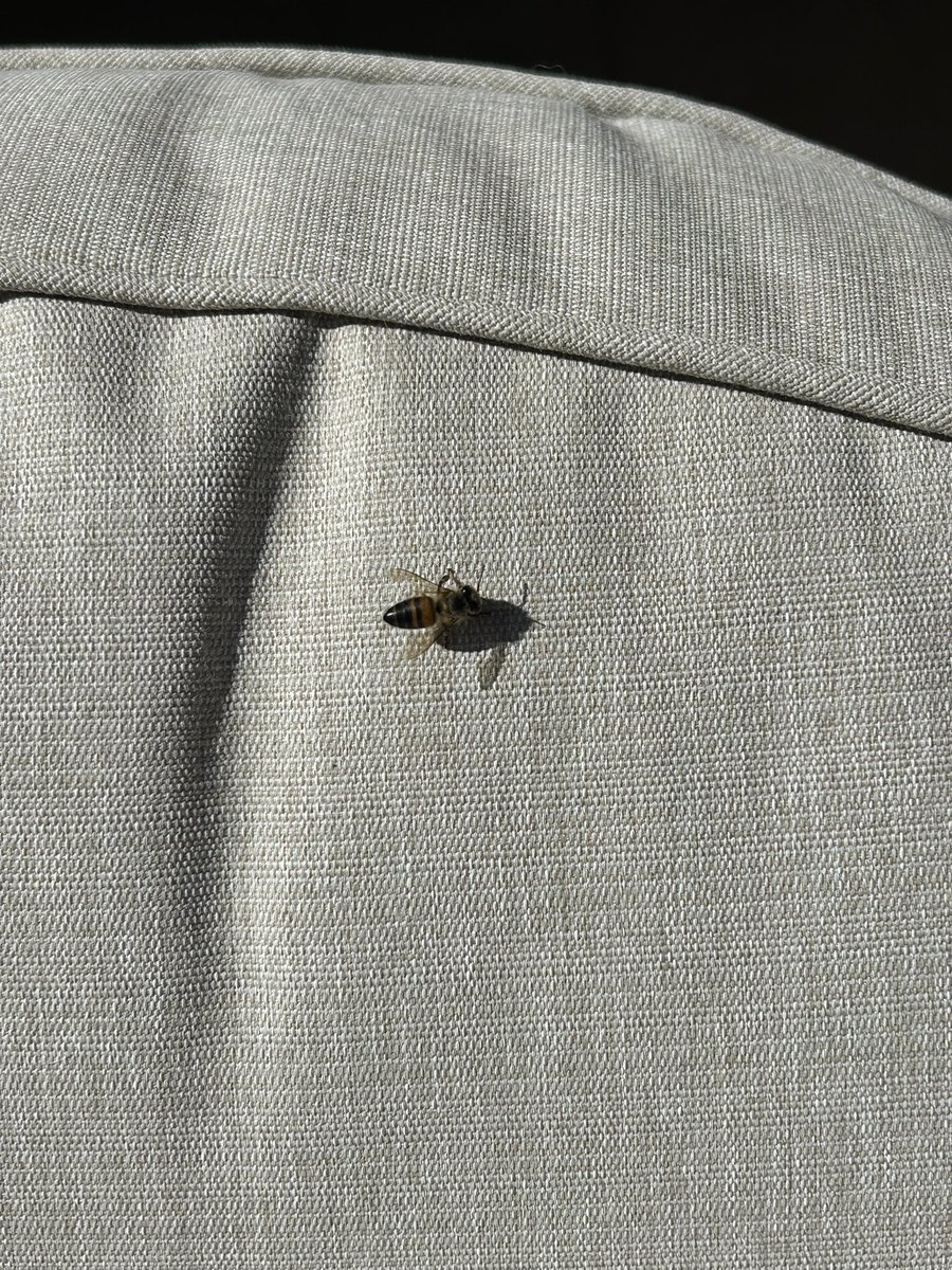 shane_zerbe's tweet photo. @HardyRadio for @toucherandhardy Fred.  
🐝 🐝🐝 in Tucson on a 65F and sunny Sunday January 26.
@toucherandhardy over @961KLPX Frank Show every day of the week. #CanWeUseThisForTheRadio @NickGemelli https://t.co/bdGbiJkSiD