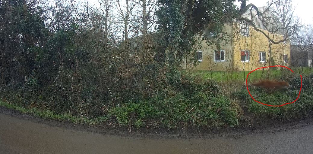 CIHWatch's tweet image. Duke of Beaufort Hunt met yesterday at Fosse Tillery Farm, Nr Malmesbury, Wiltshire. Dozens of them invaded the local countryside, roads and lanes. Multiple foxes seen fleeing from the sound of them in woods and coverts in fields. #trailoflies #banhuntingwithdogs