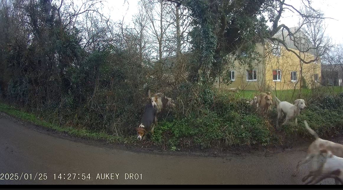 CIHWatch's tweet image. Duke of Beaufort Hunt met yesterday at Fosse Tillery Farm, Nr Malmesbury, Wiltshire. Dozens of them invaded the local countryside, roads and lanes. Multiple foxes seen fleeing from the sound of them in woods and coverts in fields. #trailoflies #banhuntingwithdogs
