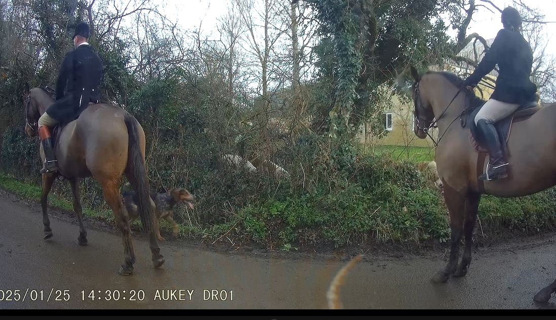 CIHWatch's tweet image. Duke of Beaufort Hunt met yesterday at Fosse Tillery Farm, Nr Malmesbury, Wiltshire. Dozens of them invaded the local countryside, roads and lanes. Multiple foxes seen fleeing from the sound of them in woods and coverts in fields. #trailoflies #banhuntingwithdogs