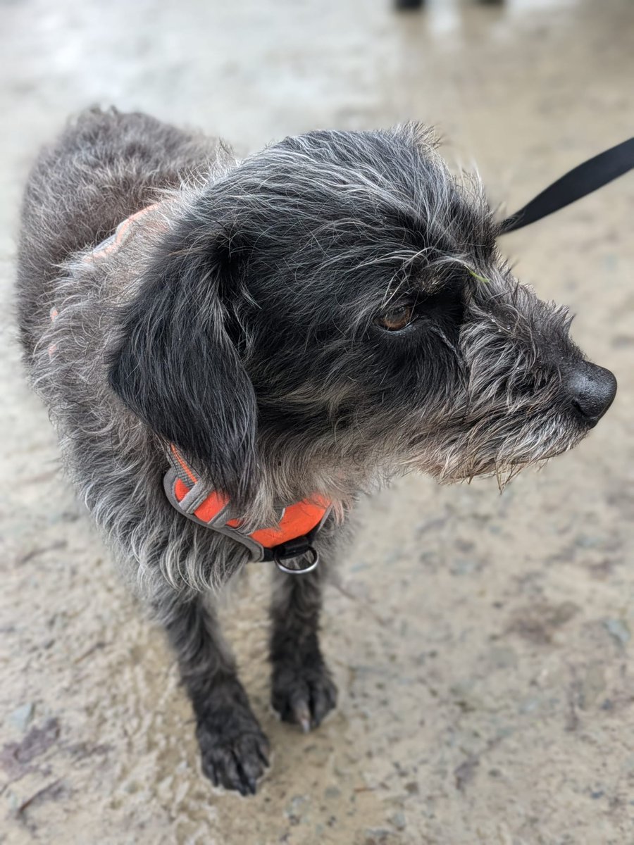 Lots on at the farm today with folks staying, folks visiting the goats and my favourite - two bookings for our sheepdog training lessons - one with the lovely Ernest here 🥹🥰 and another with Flynn a gorgeous collie from over in Barnoldswick. Ernest is a collie poodle cross and