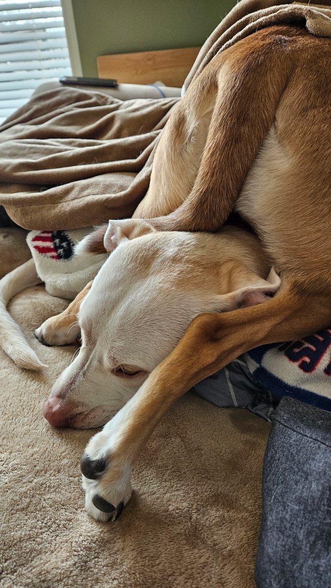 drnik46's tweet image. They're perfectly comfortable, apparently. But here's the pack order in case you weren't sure. #DailyRio #RubyRoo #RioAndRuby
