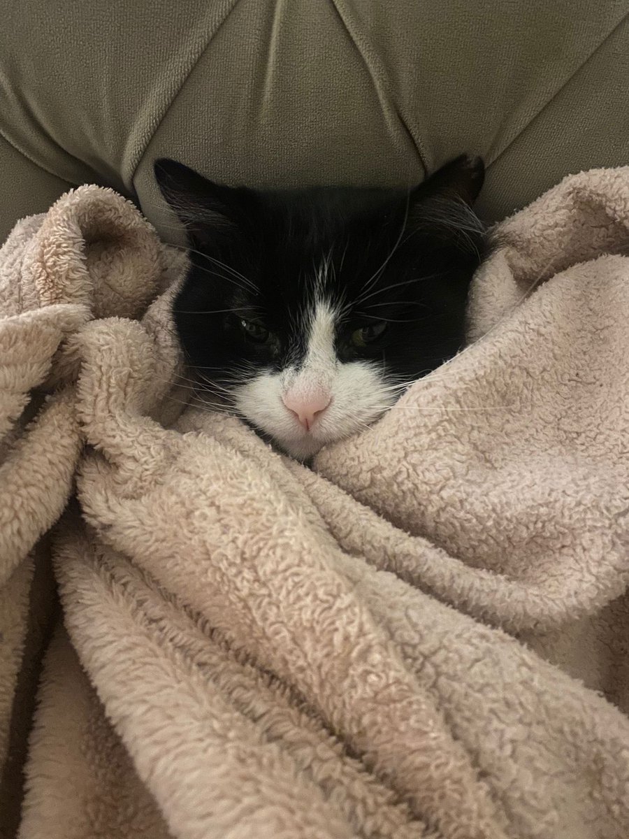 Kaloriberi açmamıç pimti gütümüz dundu