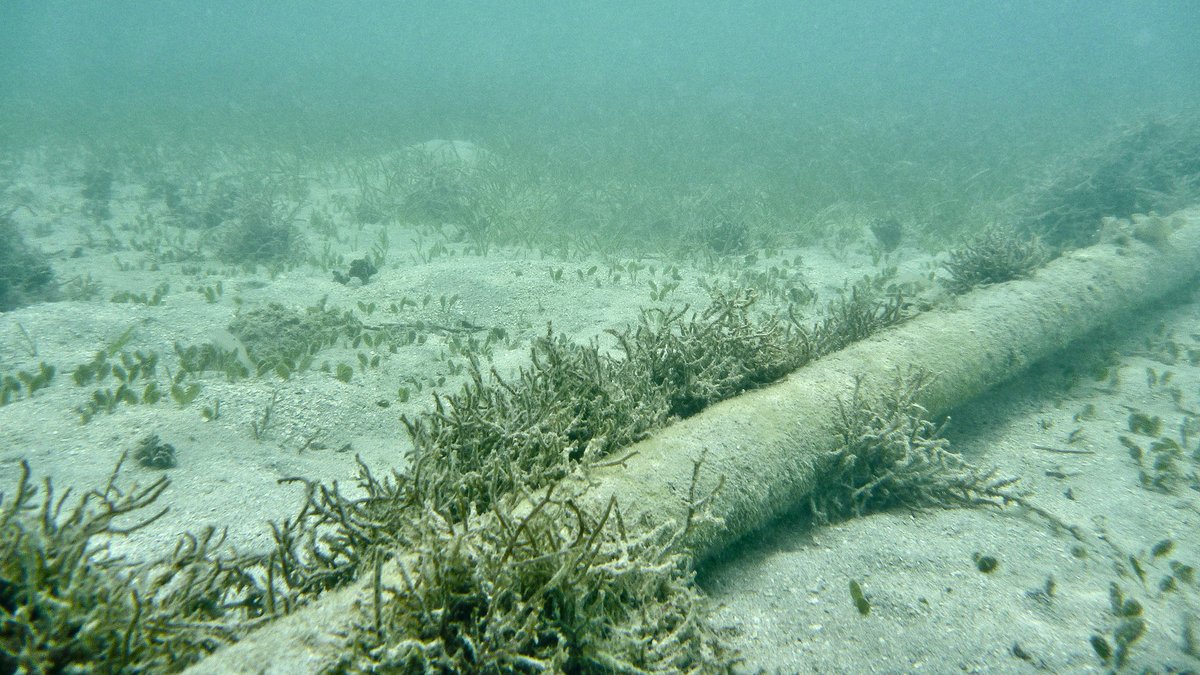 Zoe Schneeweiss (@zschneeweiss) on Twitter photo A subsea data cable between Latvia and Sweden was damaged early Sunday, sparking a criminal investigation, the 3rd such incident in the Baltic Sea in the past 3 months bloomberg.com/news/articles/… via <a href="/mseputyte/">Milda Seputyte</a> A subsea data cable between Latvia and Sweden was damaged early Sunday, sparking a criminal investigation, the 3rd such incident in the Baltic Sea in the past 3 months bloomberg.com/news/articles/… via <a href="/mseputyte/">Milda Seputyte</a>