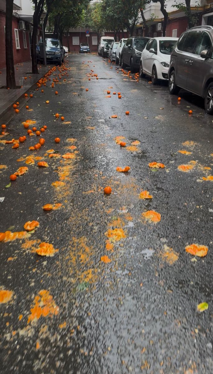 MariaM_Brown's tweet photo. ¿Nos abriremos algún día la cabeza?¿pensáis esperar a que pase algo para recoger las naranjas? Ya que no os pareció bien recogerlas aún, al menos, podríais pasar a limpiar las caídas y las estrujadas… 
@jlsanzalcalde @LipasamSevilla #SevillaHoy https://t.co/Wm7sagn9y9