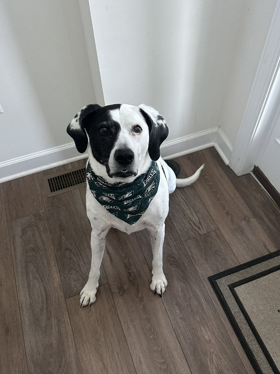 Erin Barker (@mrsbarker0524) on Twitter photo Rocket is ready for his 3rd NFC <a href="/Eagles/">Philadelphia Eagles</a> Championship Sunday ๐ฆ
#GoBirds #LetsHunt Rocket is ready for his 3rd NFC <a href="/Eagles/">Philadelphia Eagles</a> Championship Sunday ๐ฆ
#GoBirds #LetsHunt