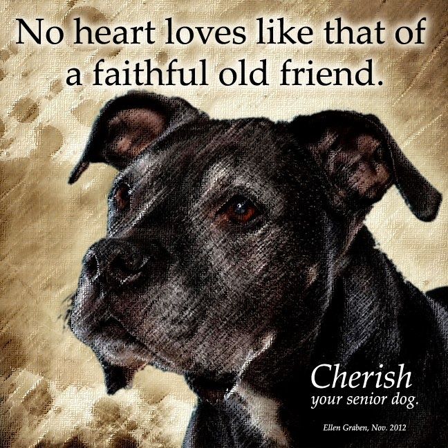 ShadowDogDesign's tweet photo. No #heart #loves like that of a #faithful old #freind. Cherish your senior #dog.
#Dogs #BestFriend #FaithfulOldFriend #SeniorDog #LoveDogs #GoodDog #DogsAreLove https://t.co/6i1pgb7nVd