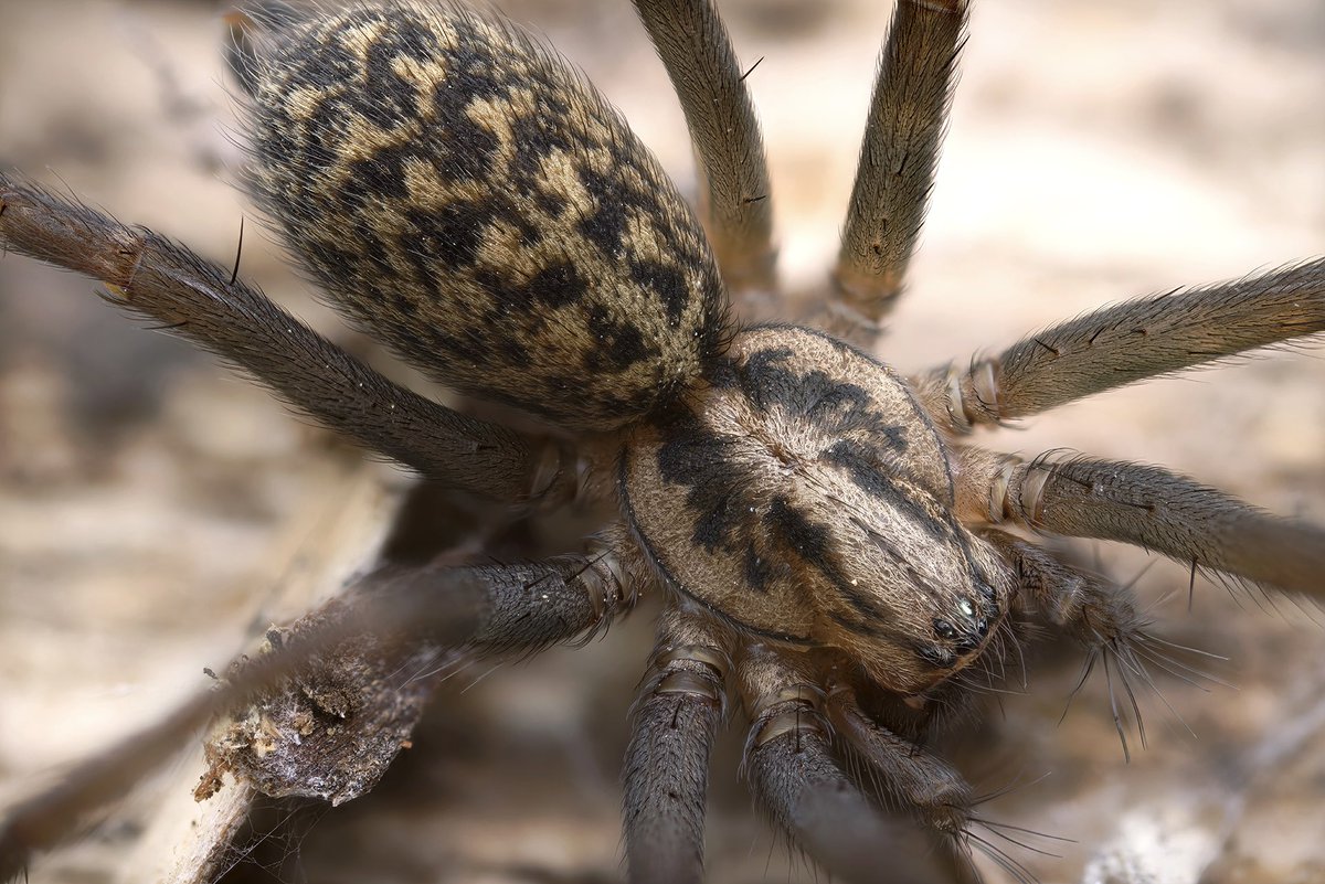 Mark Tyrrell (@marktyrrell66) on Twitter photo House Spider living in my greenhouse. Well, it is a house of sorts. <a href="/UKgardenspiders/">UK Garden Spiders</a> <a href="/BritishSpiders/">BAS</a> #spiders <a href="/WildlifeMag/">BBC Wildlife</a> <a href="/BBCSpringwatch/">BBC Springwatch</a> House Spider living in my greenhouse. Well, it is a house of sorts. <a href="/UKgardenspiders/">UK Garden Spiders</a> <a href="/BritishSpiders/">BAS</a> #spiders <a href="/WildlifeMag/">BBC Wildlife</a> <a href="/BBCSpringwatch/">BBC Springwatch</a>