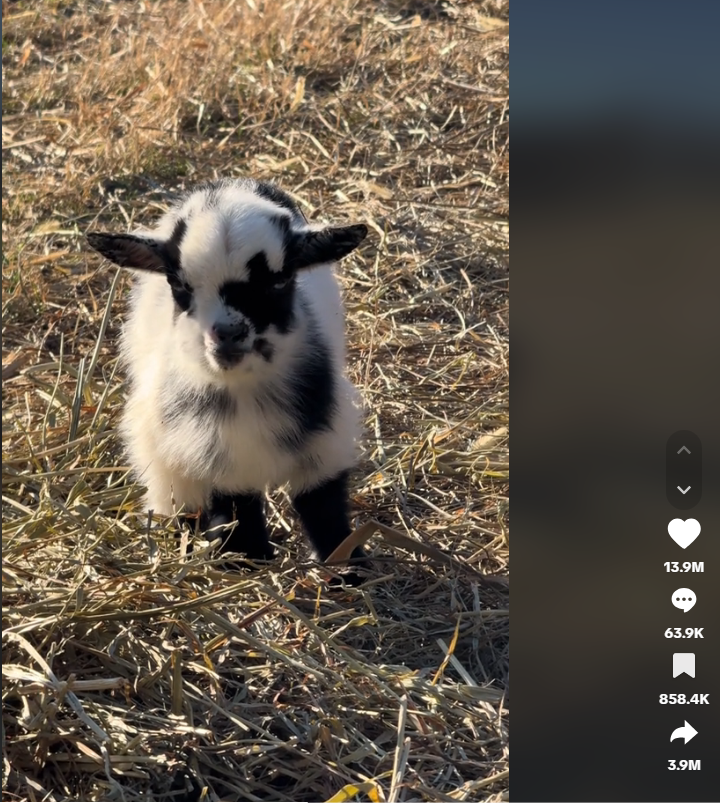 dont let this cutie down $SASSY

FdnkXdWDi3SafveKNcJJhk38qf7mM4Q92hDS9PSGpump