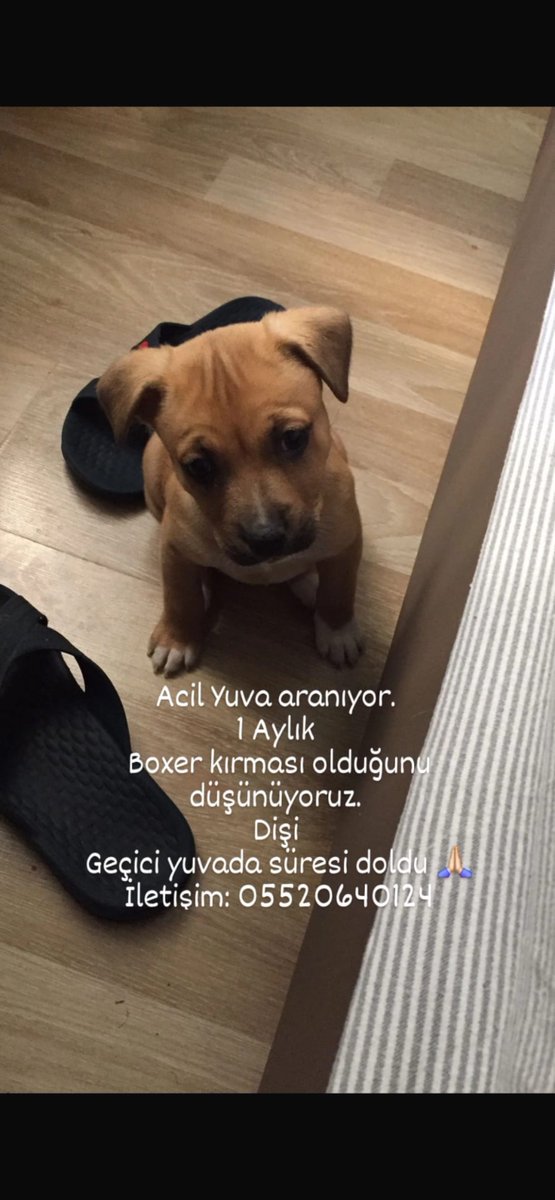 bengizclk's tweet photo. 📍İZMİR
Süt kokulu güzel boxer(veya kırma) bebeğimizin sevgi dolu ömürlük yuvasını arıyoruz. Takipli sahiplendirilecektir. İletişim için ilandaki telefon numarasına veya bana ulaşabilirsiniz. 💗 https://t.co/2DHwCiC0nb