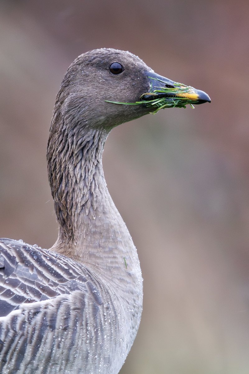 henrywynjones's tweet photo. Not every day you get point blank views of Tundra Bean Geese. Totally worth getting soaked for! https://t.co/zli82kgmqy