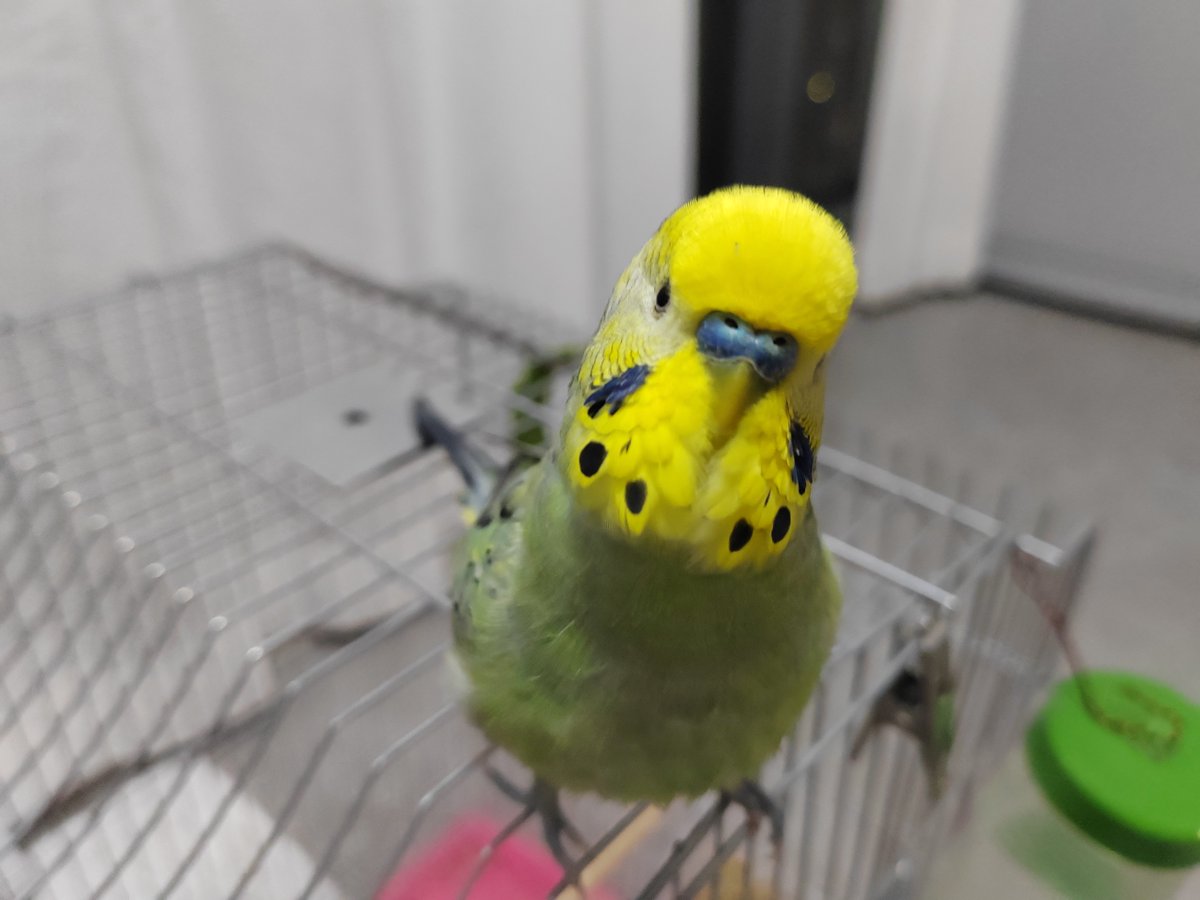 Scream399050077's tweet photo. Silly 🦜🦜 https://t.co/mLztCwIskY