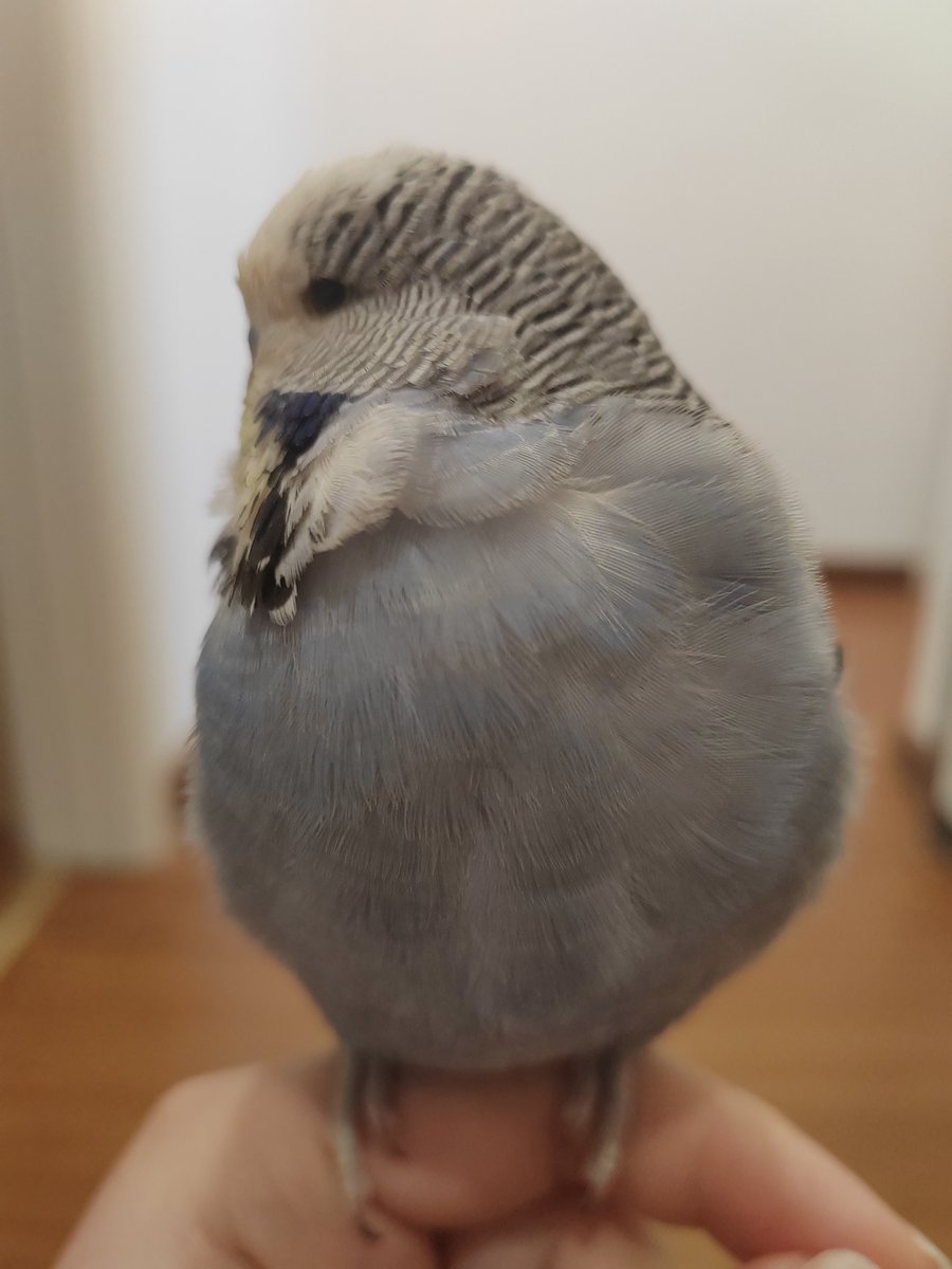 Scream399050077's tweet photo. Silly 🦜🦜 https://t.co/mLztCwIskY