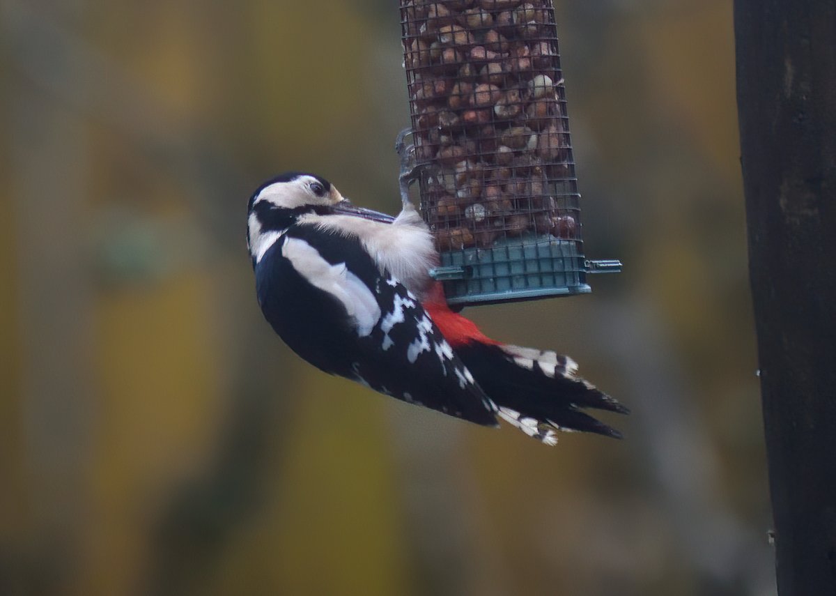 Andrew Malcolm tweet media