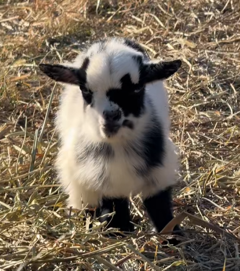 could $sassy be the next $PNUT
dev sold all lol what a loser 

FdnkXdWDi3SafveKNcJJhk38qf7mM4Q92hDS9PSGpump